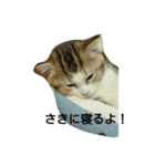 レオにゃんの毎日（個別スタンプ：5）
