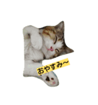 レオにゃんの毎日（個別スタンプ：6）