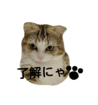 レオにゃんの毎日（個別スタンプ：8）