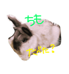 mikan113（個別スタンプ：2）