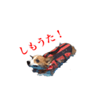 土佐弁コーギーマリーさん（個別スタンプ：10）
