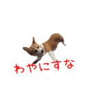 土佐弁コーギーマリーさん（個別スタンプ：12）