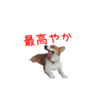 土佐弁コーギーマリーさん（個別スタンプ：19）