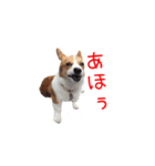 土佐弁コーギーマリーさん（個別スタンプ：20）