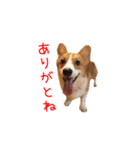 土佐弁コーギーマリーさん（個別スタンプ：21）