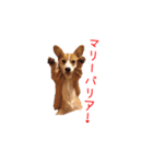 土佐弁コーギーマリーさん（個別スタンプ：27）