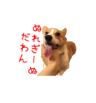 土佐弁コーギーマリーさん（個別スタンプ：29）