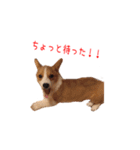 土佐弁コーギーマリーさん（個別スタンプ：31）