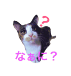 ハルジル（個別スタンプ：1）