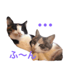 ハルジル（個別スタンプ：3）