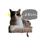 ハルジル（個別スタンプ：5）