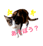 ハルジル（個別スタンプ：6）