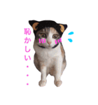 ハルジル（個別スタンプ：8）