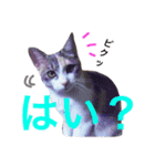 ハルジル（個別スタンプ：14）