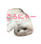 ごろーん（個別スタンプ：1）