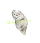 ごろーん（個別スタンプ：4）