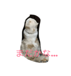ごろーん（個別スタンプ：8）