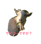 まいにちヤギ（個別スタンプ：2）