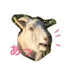 まいにちヤギ（個別スタンプ：3）