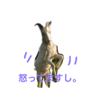 まいにちヤギ（個別スタンプ：4）