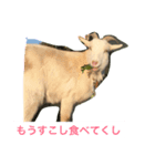 まいにちヤギ（個別スタンプ：5）