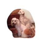 tha poodle family（個別スタンプ：1）
