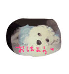 tha poodle family（個別スタンプ：2）