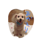 tha poodle family（個別スタンプ：5）