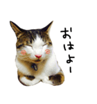 たる♂びょる♀（個別スタンプ：2）