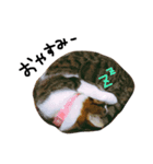 たる♂びょる♀（個別スタンプ：3）