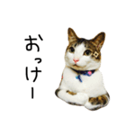 たる♂びょる♀（個別スタンプ：4）
