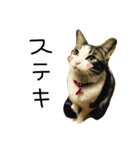 たる♂びょる♀（個別スタンプ：7）
