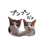 たる♂びょる♀（個別スタンプ：8）