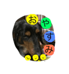 ブギーくんの日常会話（個別スタンプ：3）