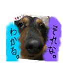 ブギーくんの日常会話（個別スタンプ：7）