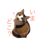 銀とピノ♥（個別スタンプ：8）