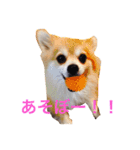 うちのSUNちゃん（個別スタンプ：1）