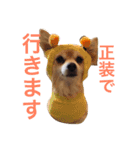 うちのSUNちゃん（個別スタンプ：11）