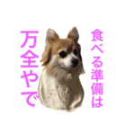 うちのSUNちゃん（個別スタンプ：16）