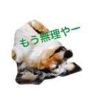うちのREAちゃん 16スタンプ入（個別スタンプ：6）