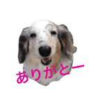 うちのREAちゃん 16スタンプ入（個別スタンプ：7）