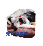 うちのREAちゃん 16スタンプ入（個別スタンプ：10）