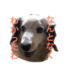 うちのREAちゃん 16スタンプ入（個別スタンプ：11）