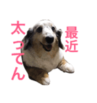 うちのREAちゃん 16スタンプ入（個別スタンプ：13）