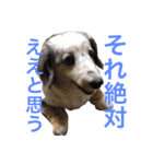 うちのREAちゃん 16スタンプ入（個別スタンプ：14）
