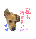 One ear standing dog Salang 5（個別スタンプ：1）