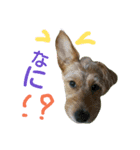 One ear standing dog Salang 5（個別スタンプ：3）