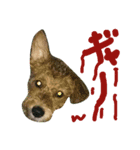 One ear standing dog Salang 5（個別スタンプ：4）