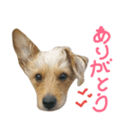 One ear standing dog Salang 5（個別スタンプ：7）