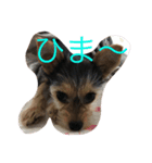 モモチだよ☆（個別スタンプ：1）